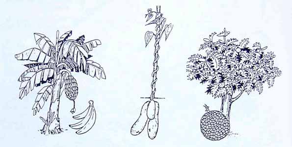 crops