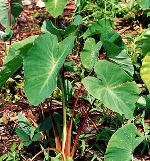 cultivated