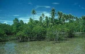 mangrove